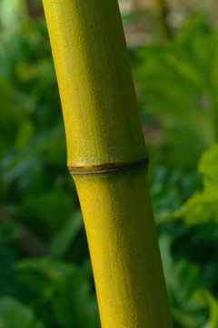 竹節(jié)