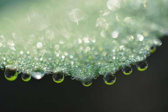 晨間精靈 露珠
