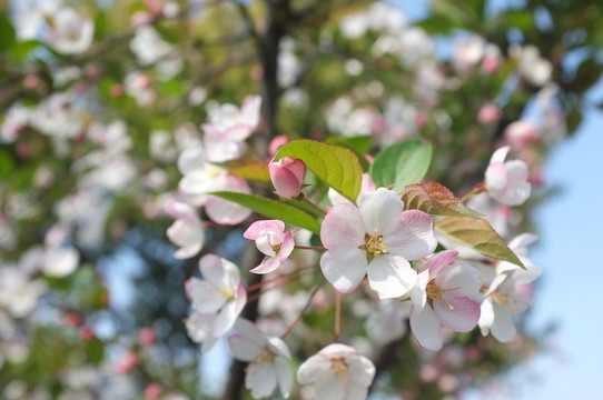 櫻花