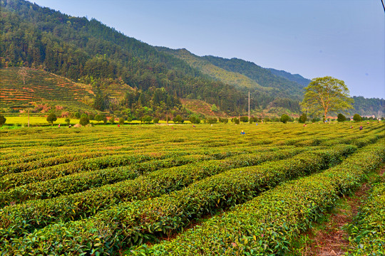 茶園風(fēng)景（可放大）
