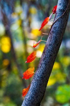 紅葉