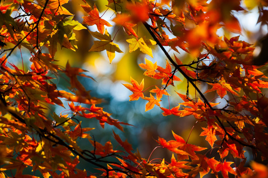 紅葉