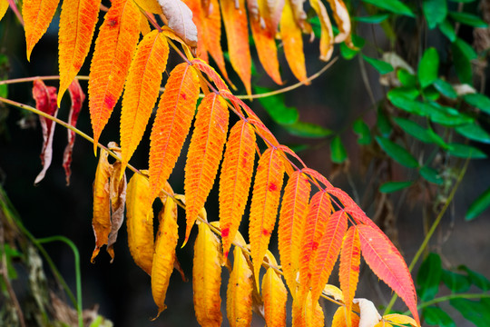紅葉