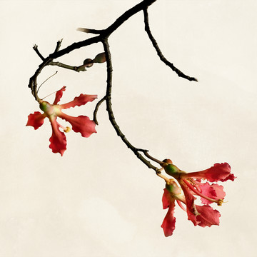 美人樹絲木棉