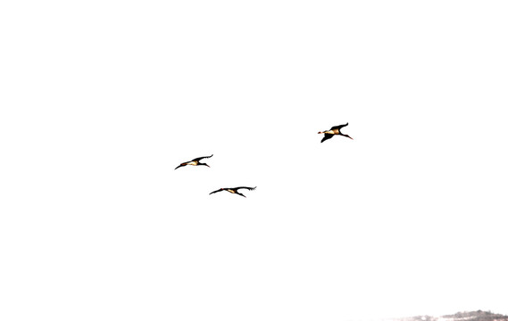 飛鳥