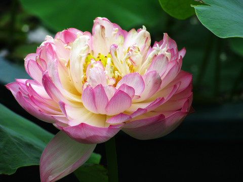 重瓣荷花
