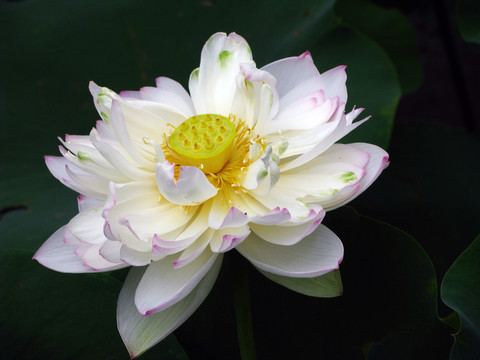 荷花