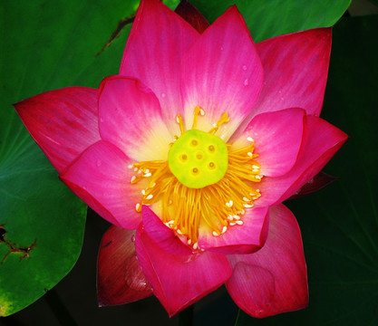 荷花