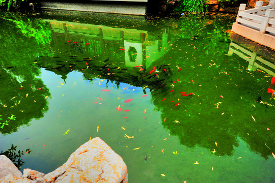 趵突泉公園金魚（可放大）