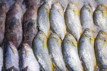 冰鮮魚