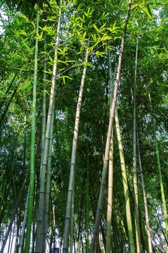 竹林