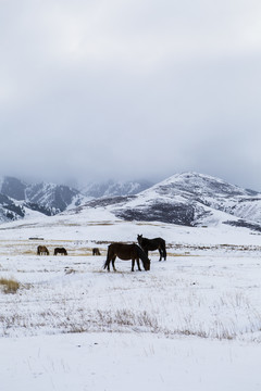 雪原  牧馬