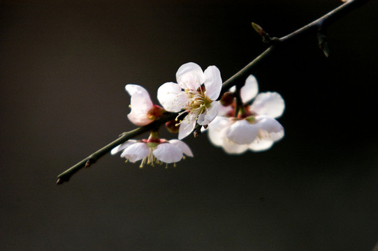 梅花
