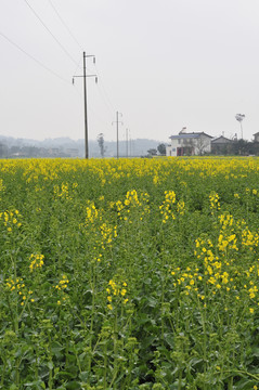 家鄉(xiāng)油菜花