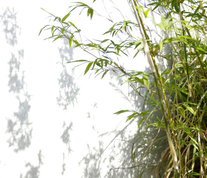 綠竹婆娑