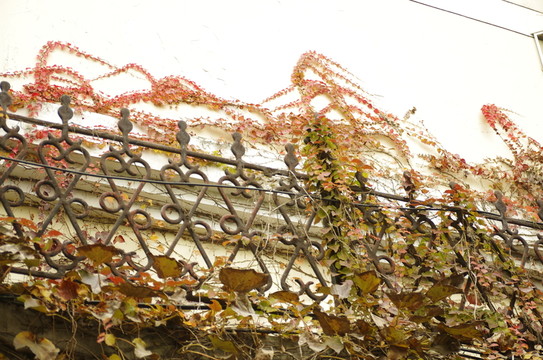 秋季庭院 爬山虎
