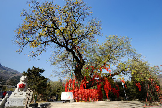 西山八大處許愿樹