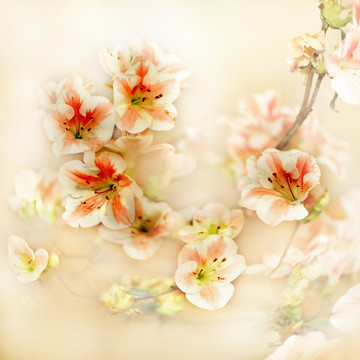 杜鵑花
