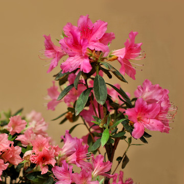杜鵑花