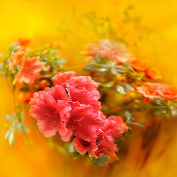 杜鵑花