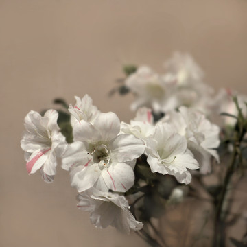 杜鵑花