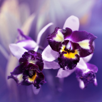 蘭花