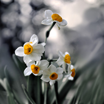 水仙花