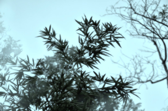 竹林