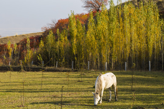 牧馬