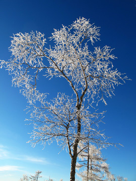 雪樹梨花開