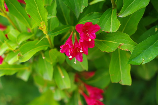 紅色錦帶花