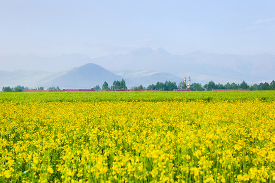 門源油菜花田野
