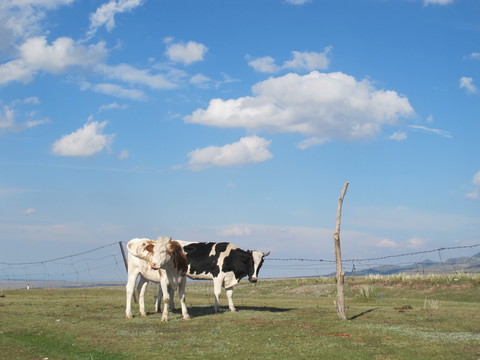 一對(duì)兒花牛