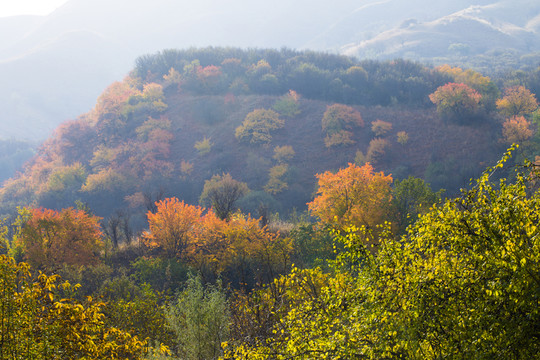 秋染 山野