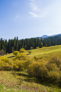 高山 草原