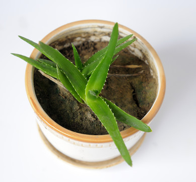 蘆薈