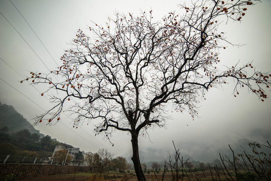 柿子樹(shù)