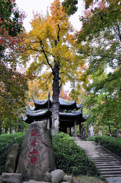 蘇州天平山紅葉
