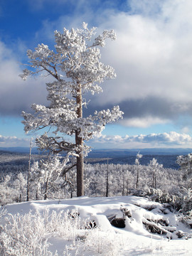 大雪壓青松