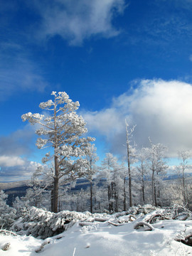 大雪壓青松