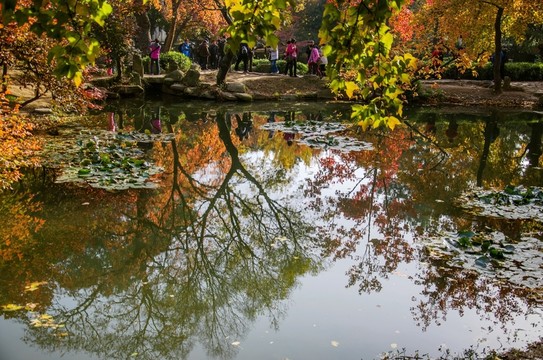 秋天的紅楓