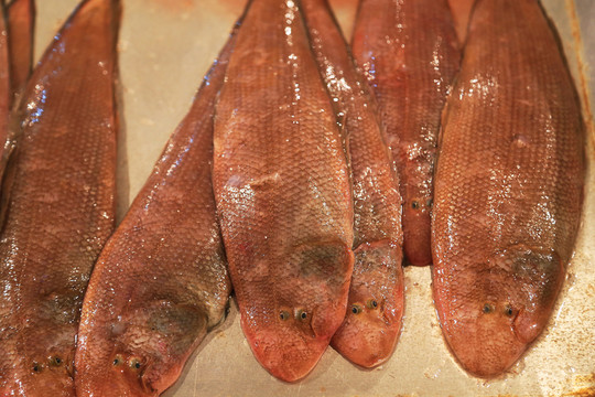 比目魚