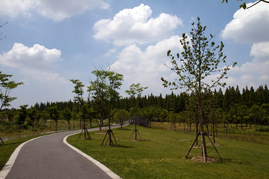崇明島 東平國家森林公園 戶外