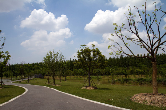 崇明島 東平國(guó)家森林公園 戶外