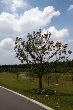 崇明島 東平國家森林公園 戶外