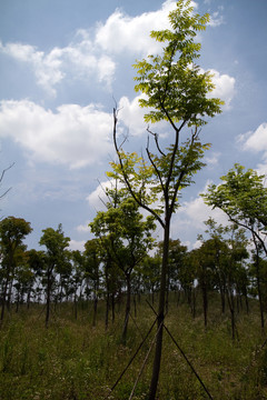 崇明島 東平國家森林公園 戶外