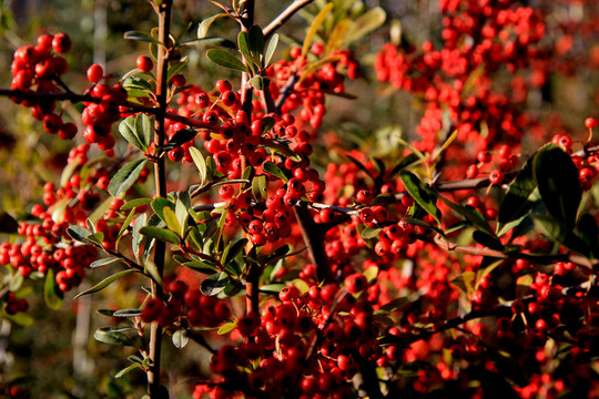 紅果
