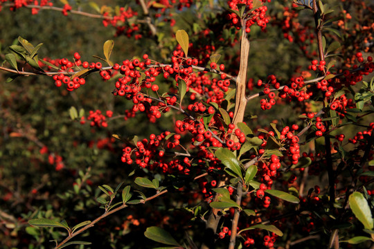 紅果