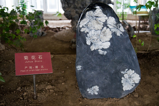 奇石館 博物館 崇明島 展覽