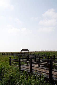 崇明東灘濕地 藍(lán)天 自然 戶外